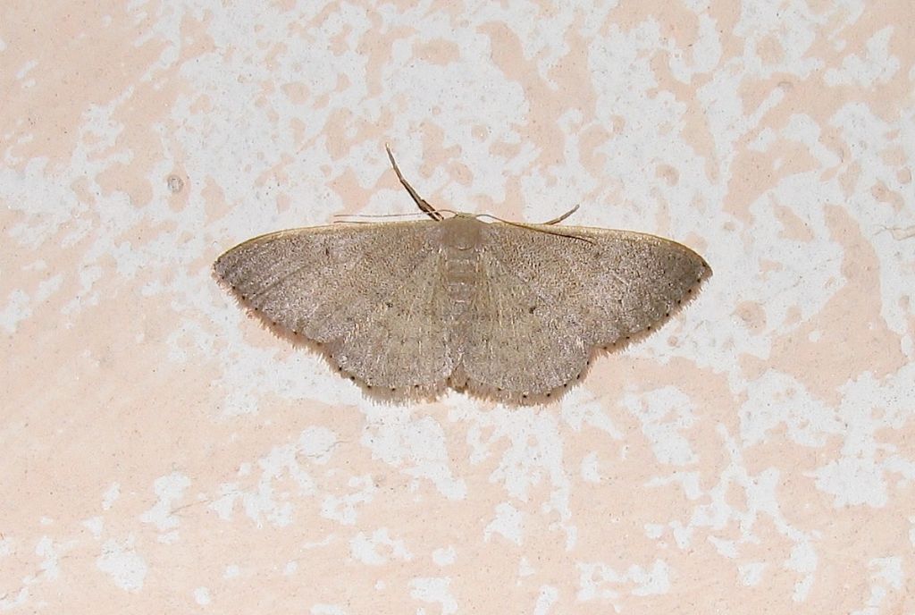 Idaea distinctaria ?